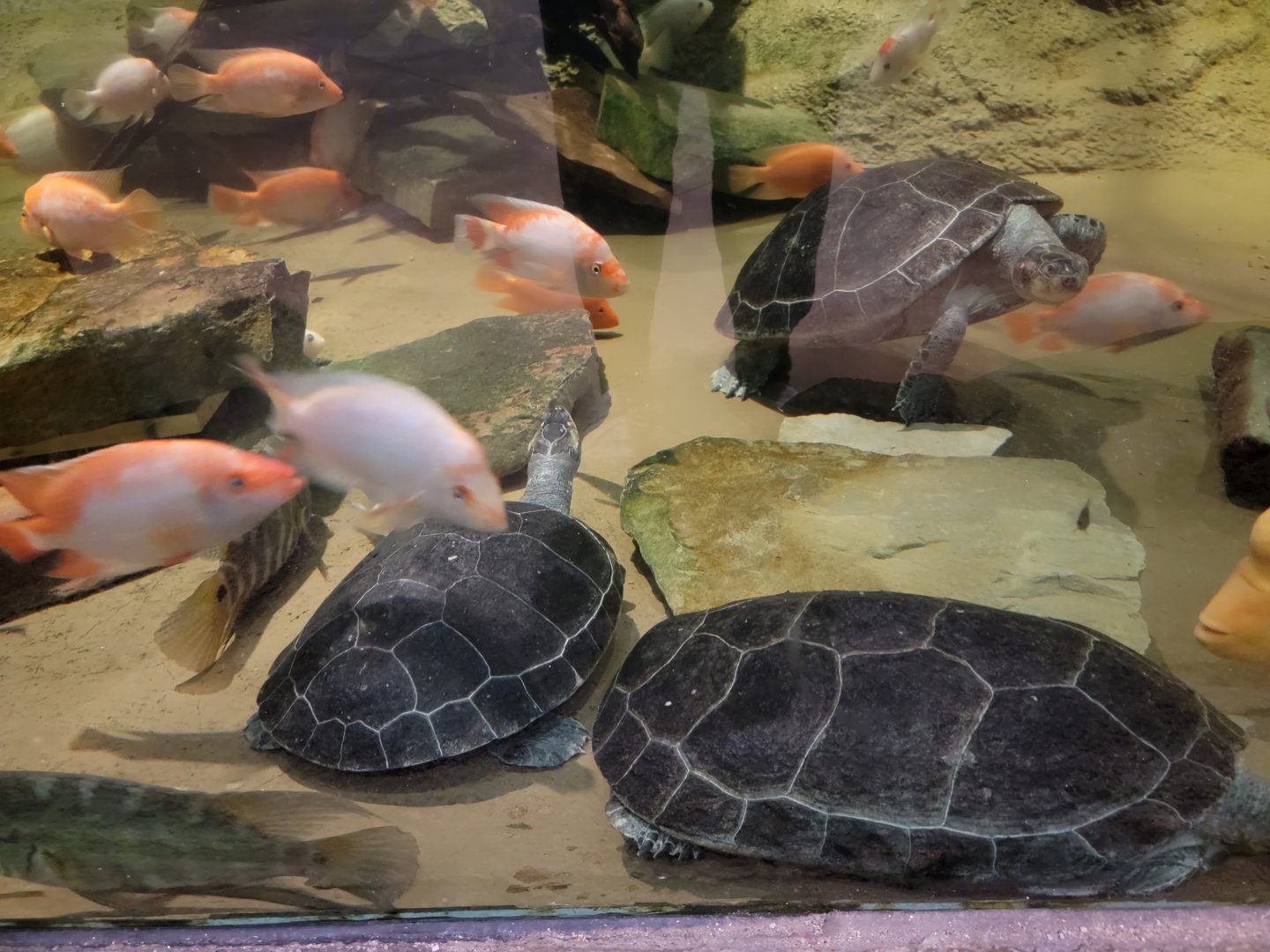 Akron Zoo - Rainforest exhibit