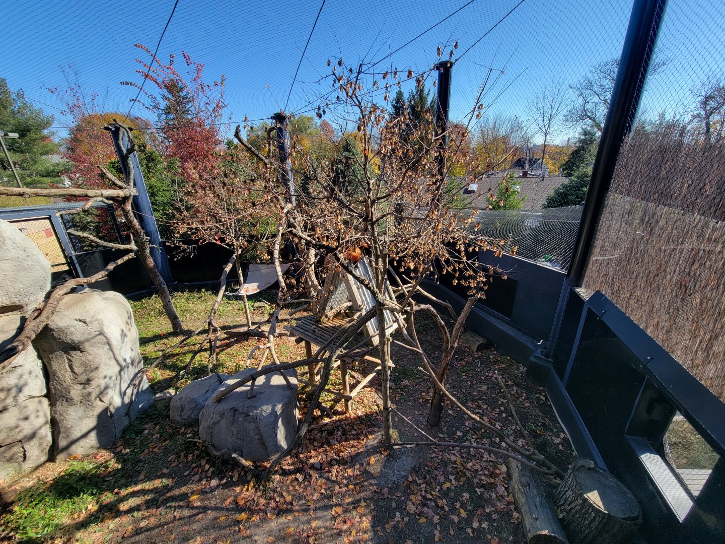 Akron Zoo - Red pandas