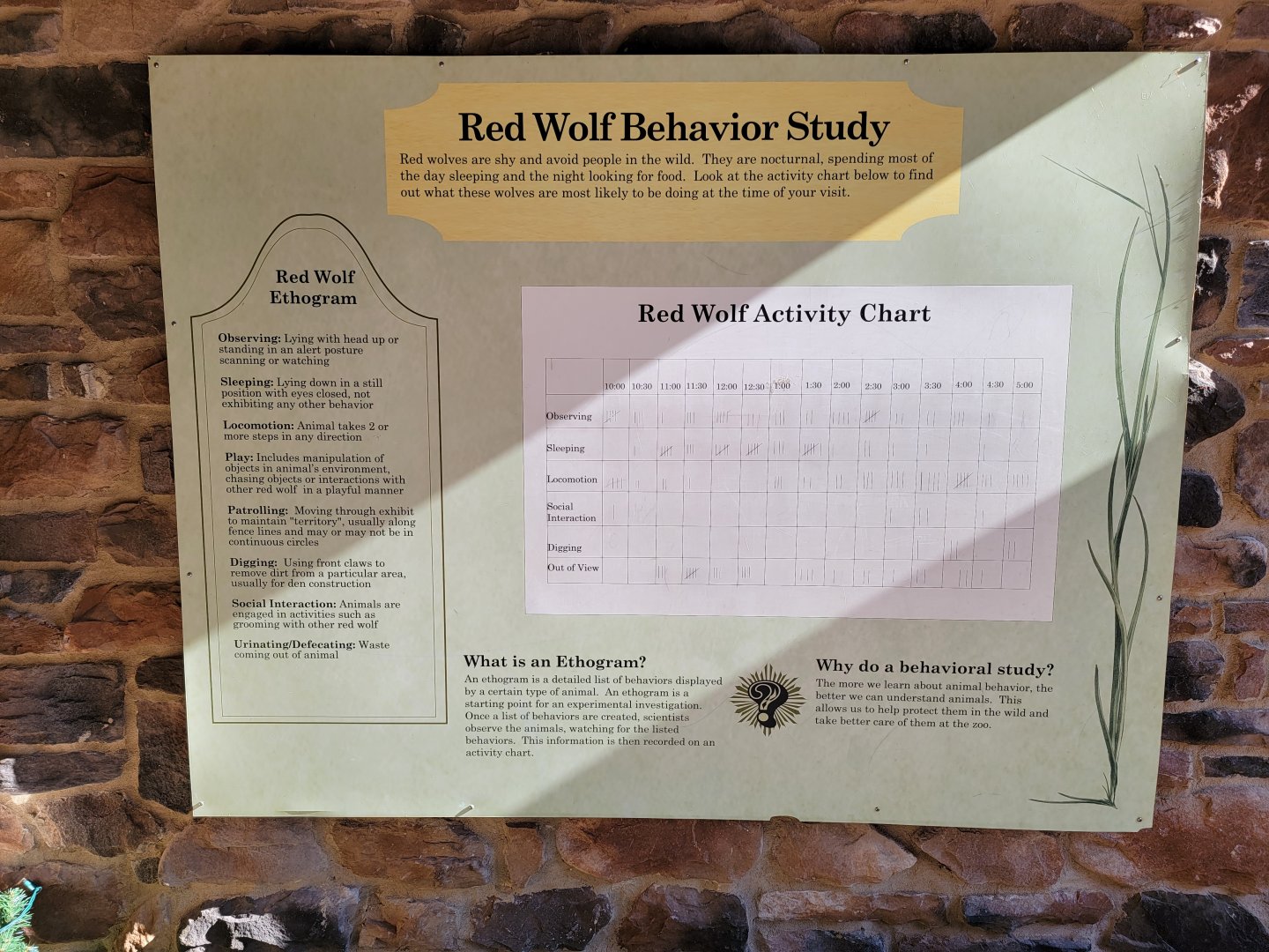 Akron Zoo - Red wolf behavior study sign