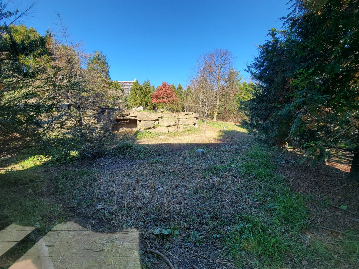 Akron Zoo - Red wolf viewing