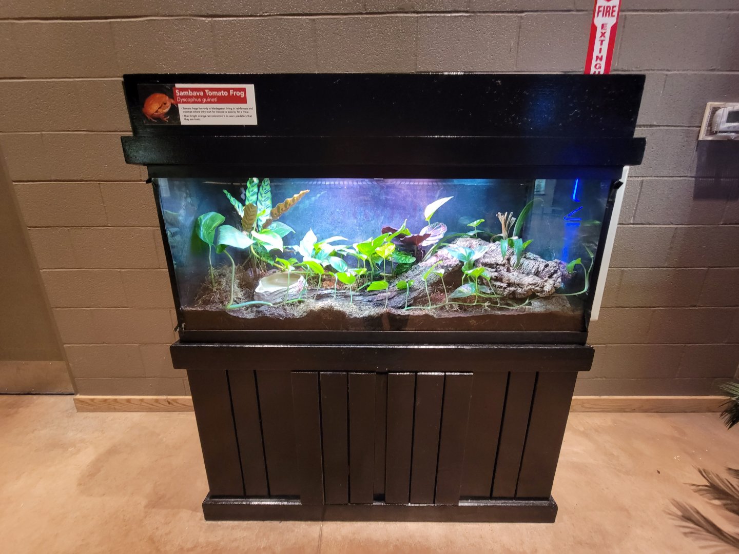 Akron Zoo - Sambava tomato frog