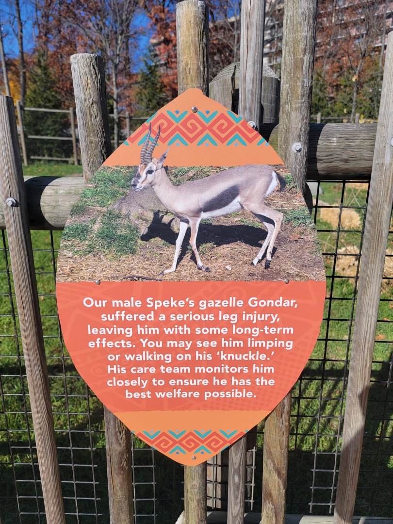 Akron Zoo - Sign about Gondar the Speke's gazelle having a leg injury