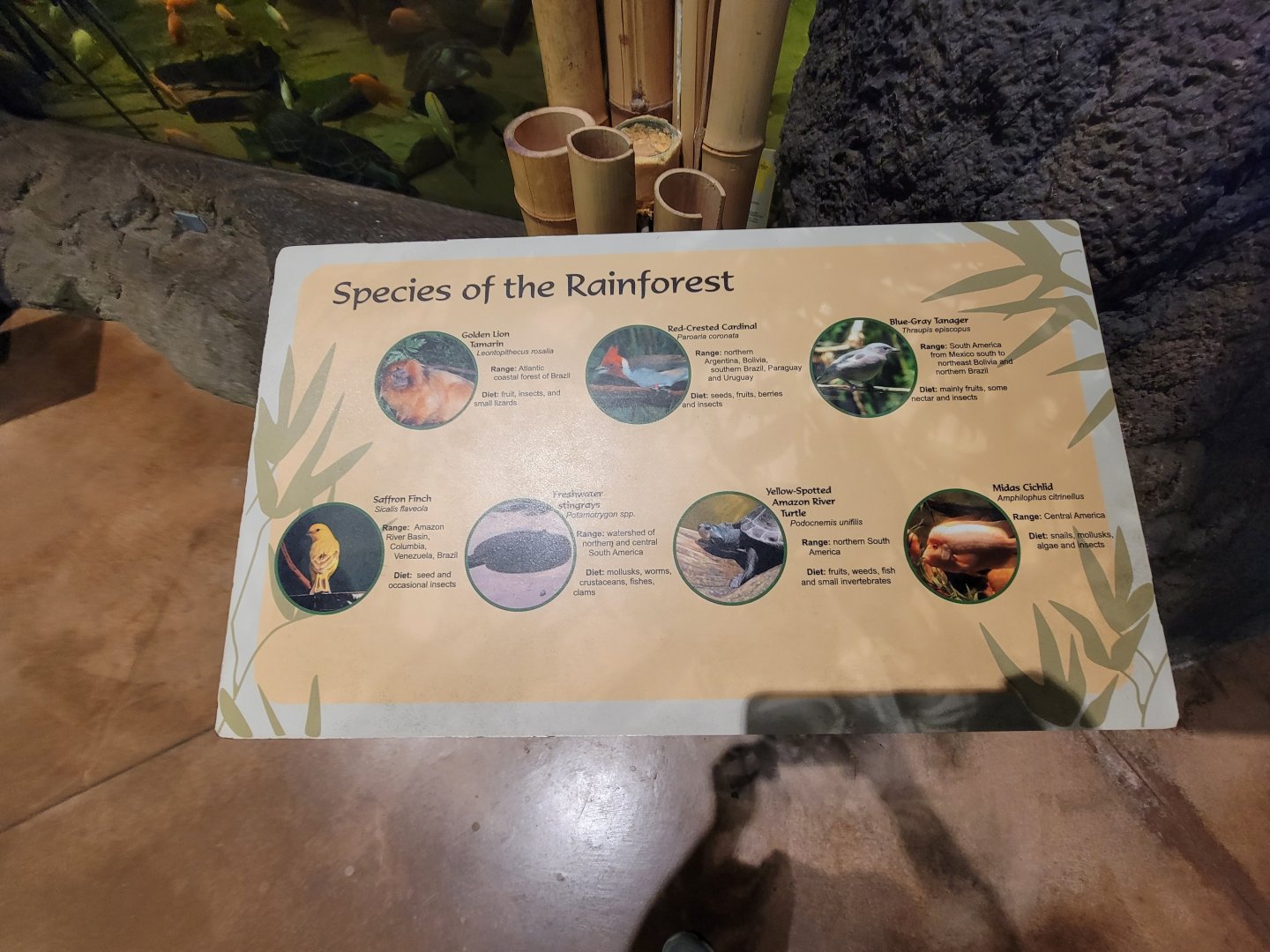Akron Zoo - Signed species for Rainforest exhibit