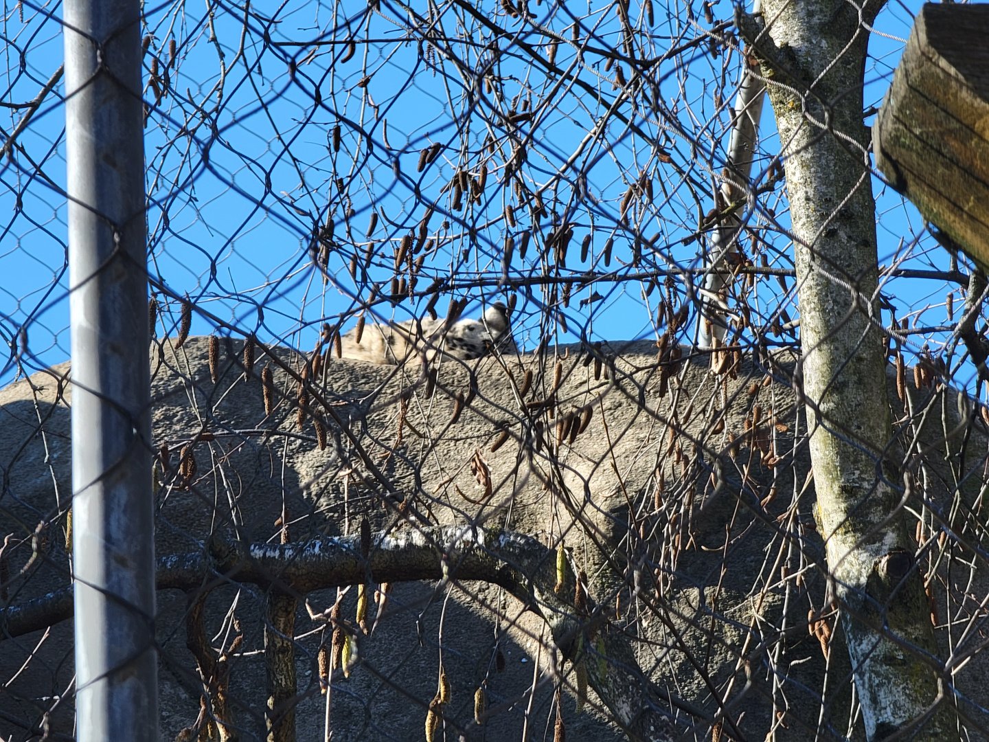 Akron Zoo - Snow leopard hiding