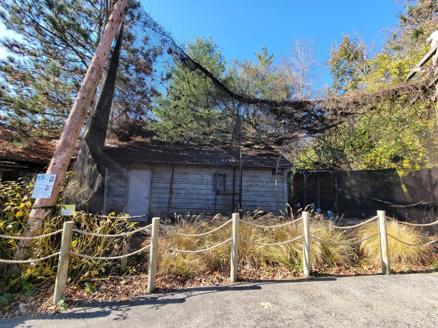 Akron Zoo - Snowy owls