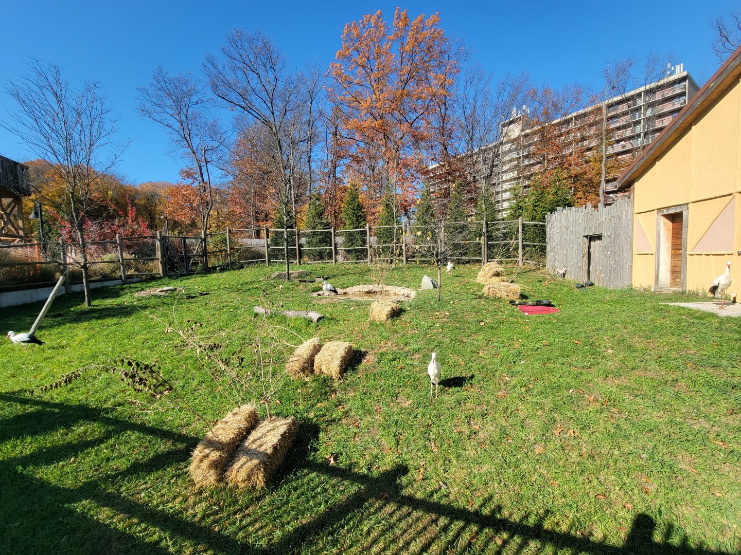 Akron Zoo - Speke's gazelles, white storks, crested guineafowl
