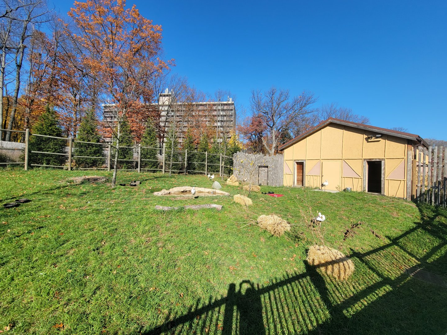 Akron Zoo - Speke's gazelles, white storks, crested guineafowl