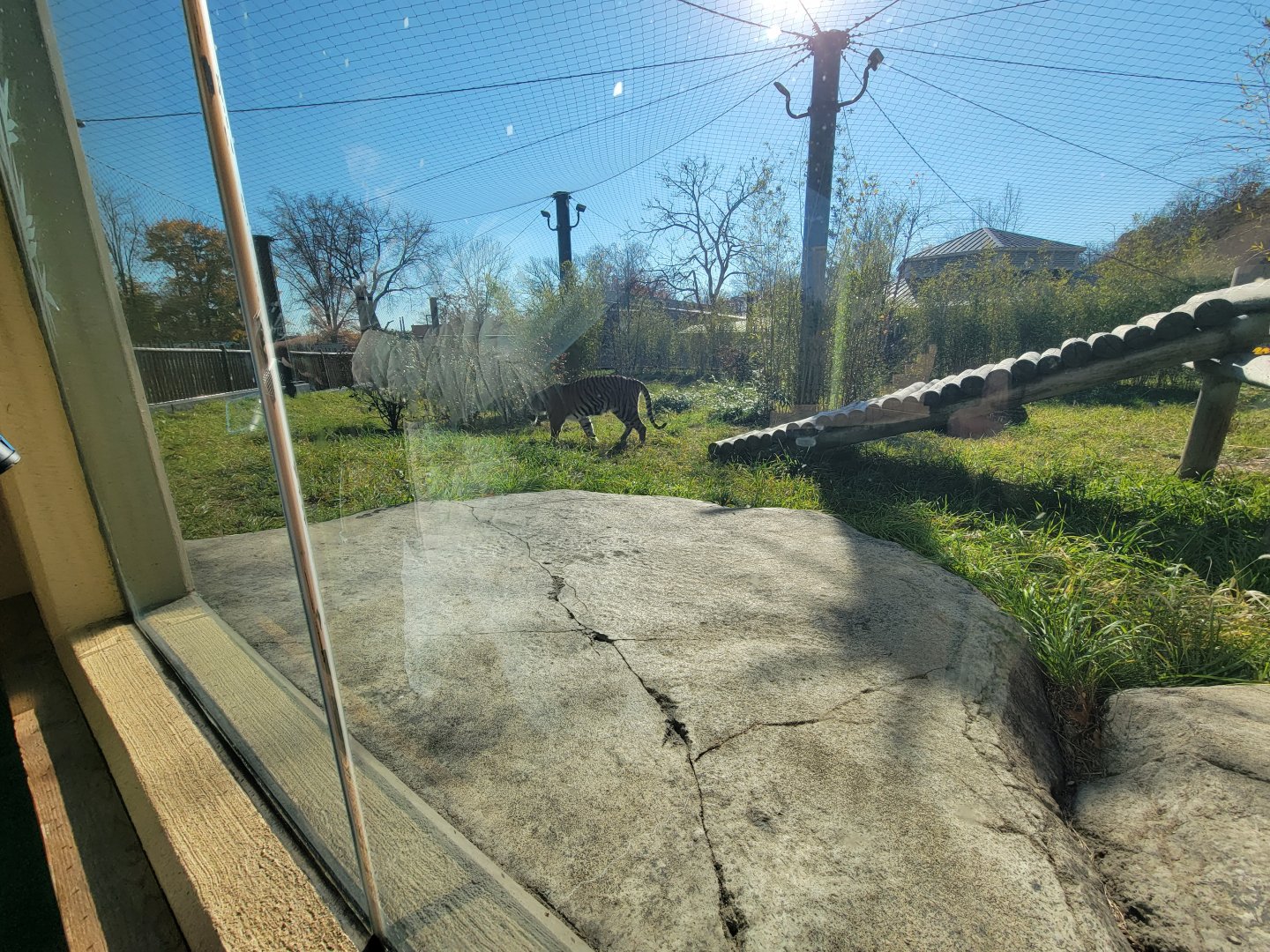 Akron Zoo - Sumatran tiger exhibit