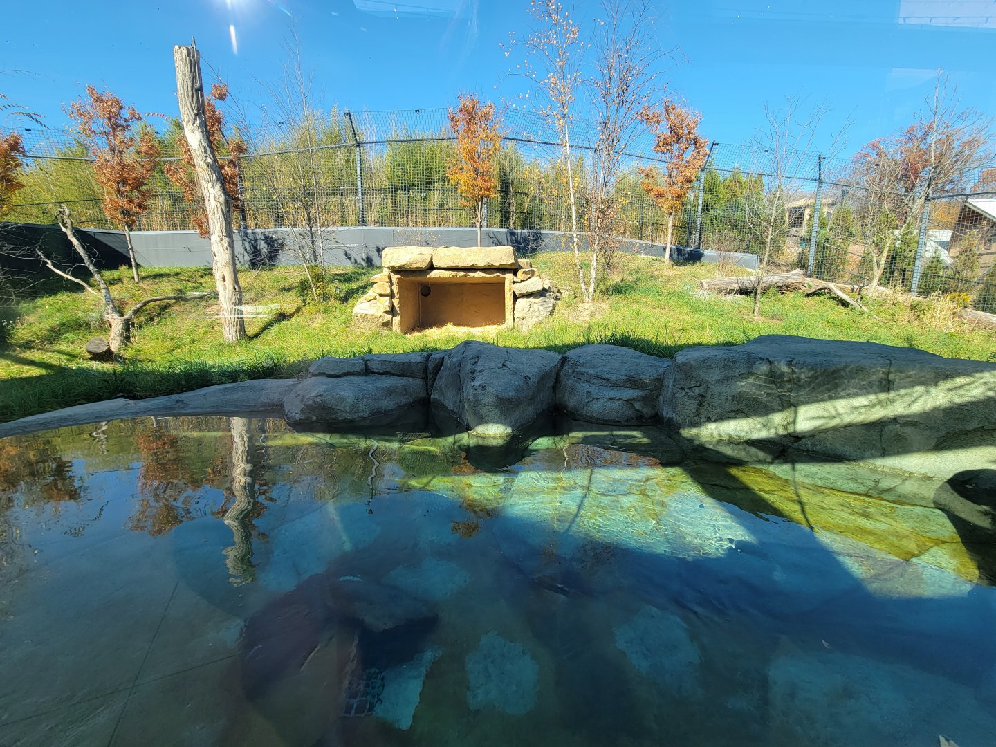 Akron Zoo - Sumatran tiger second exhibit