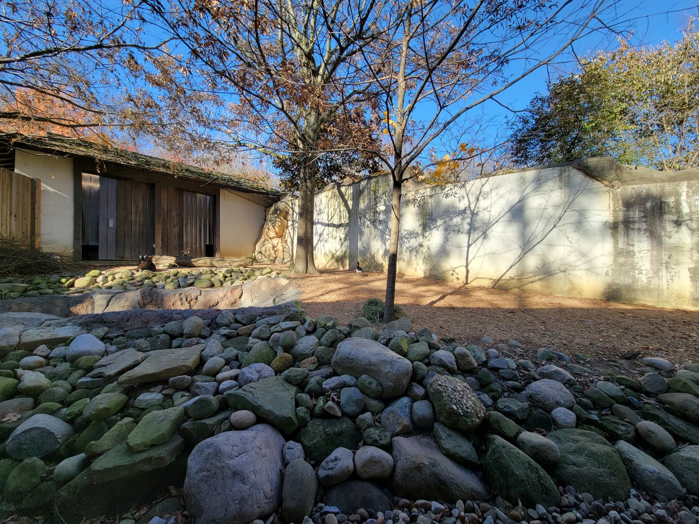 Akron Zoo - Tufted deer exhibit