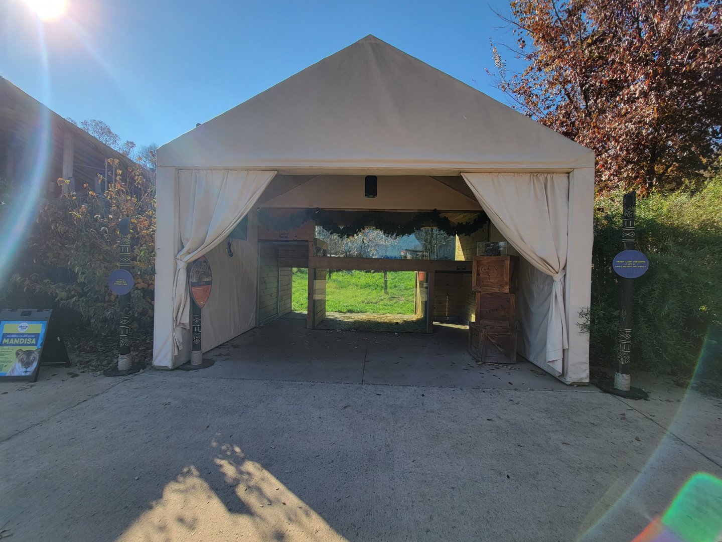 Akron Zoo - Unusual lion viewing