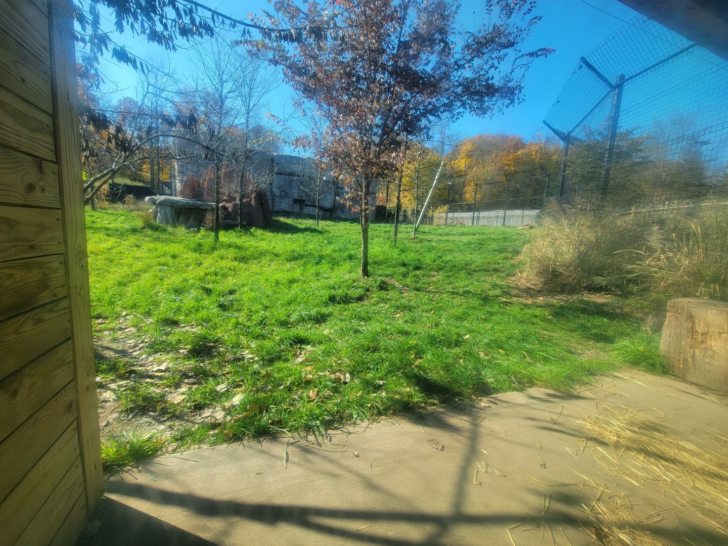 Akron Zoo - View from low windows in lion viewing tent