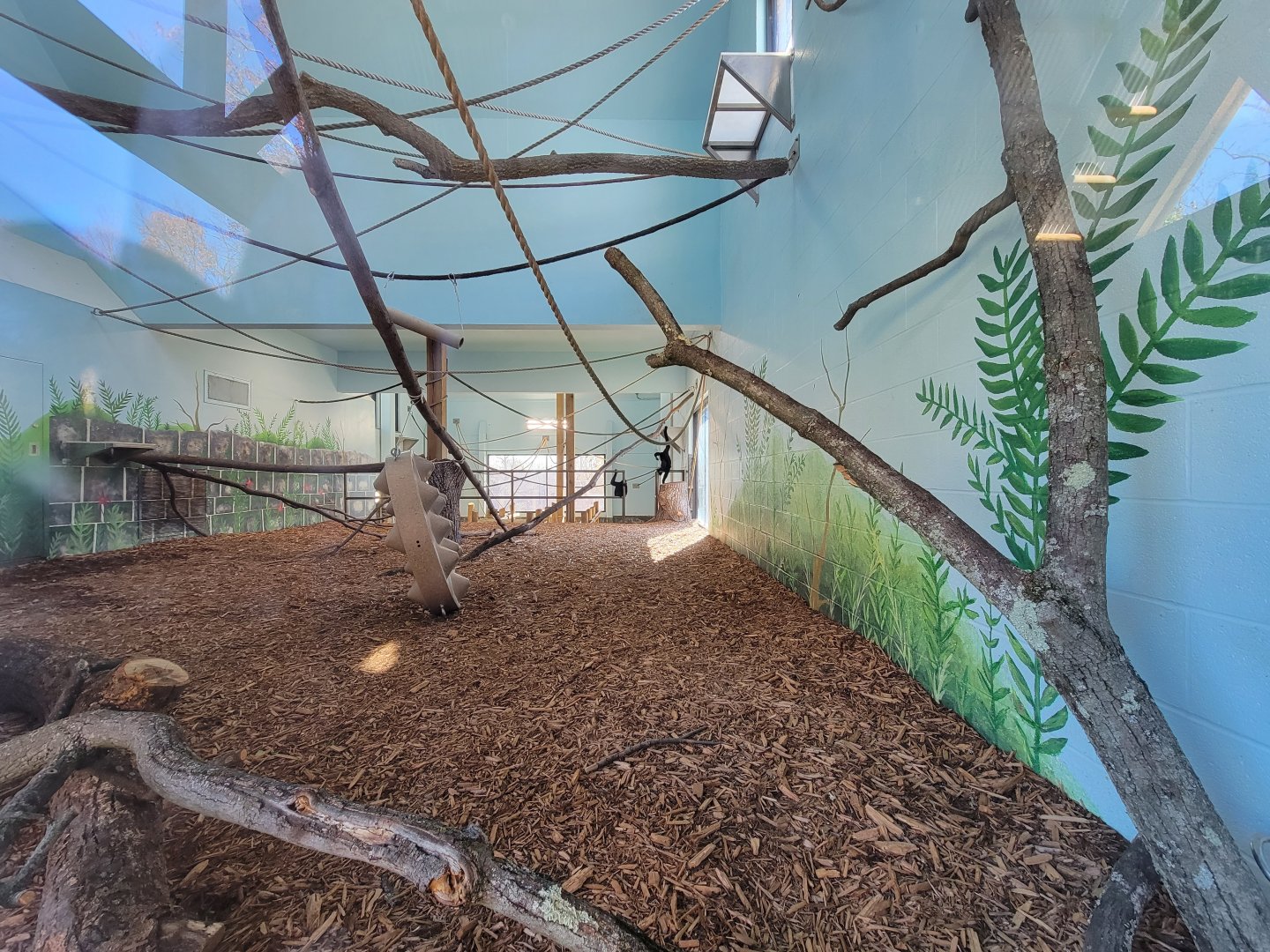 Akron Zoo - White-cheeked gibbon exhibit, upper indoor area