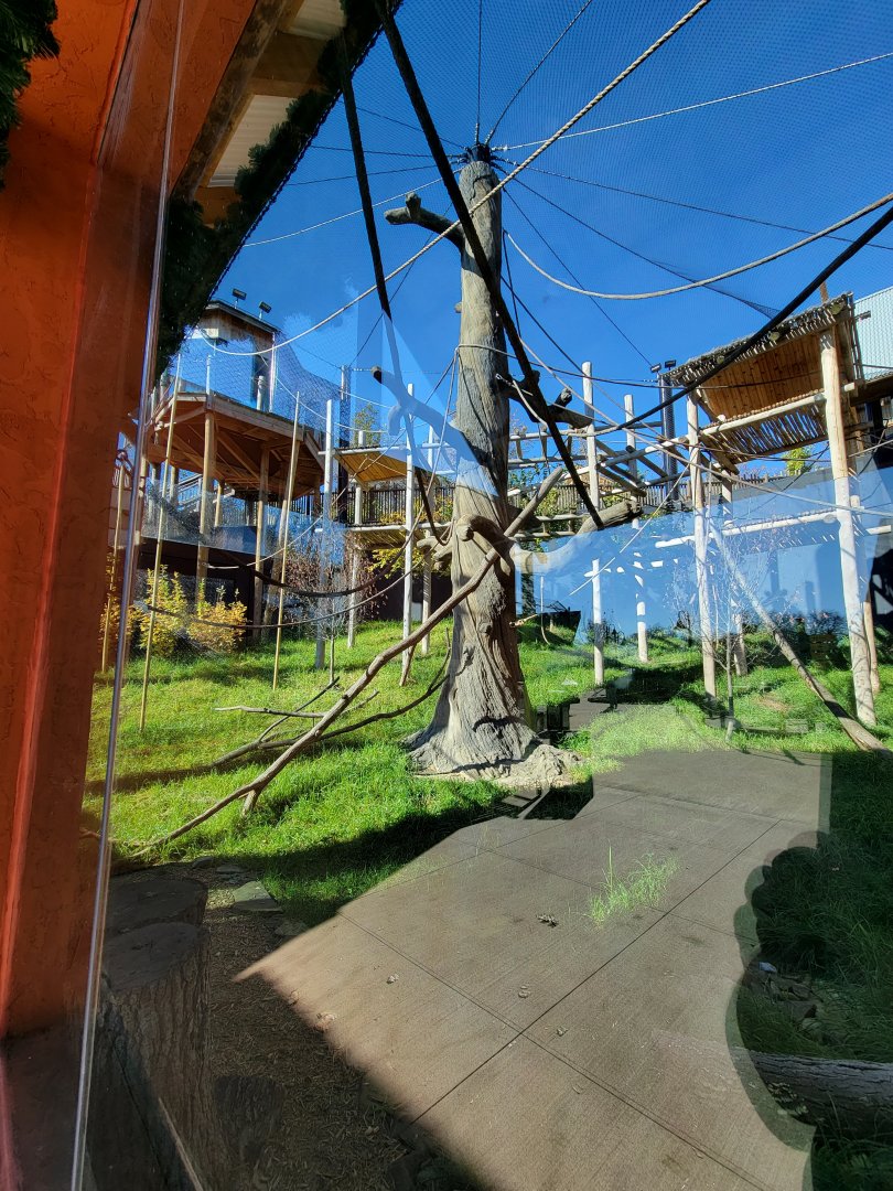 Akron Zoo - White-cheeked gibbon exhibit