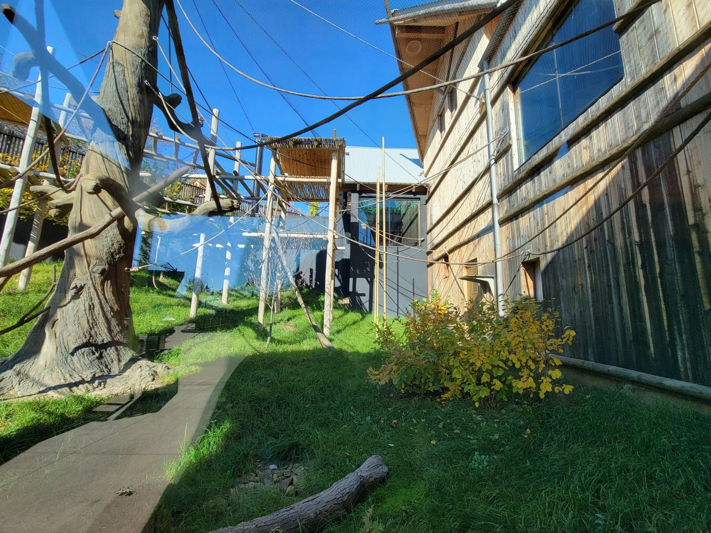 Akron Zoo - White-cheeked gibbon exhibit