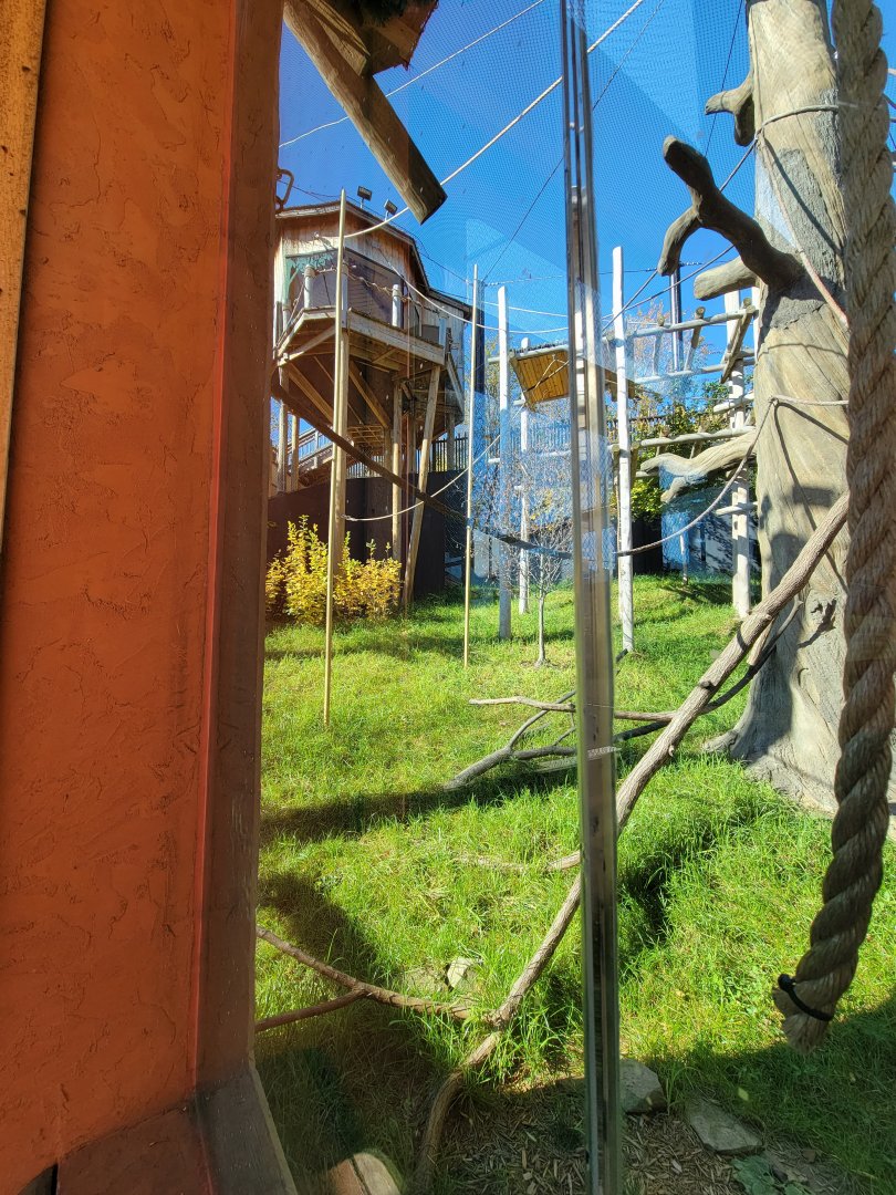 Akron Zoo - White-cheeked gibbon exhibit