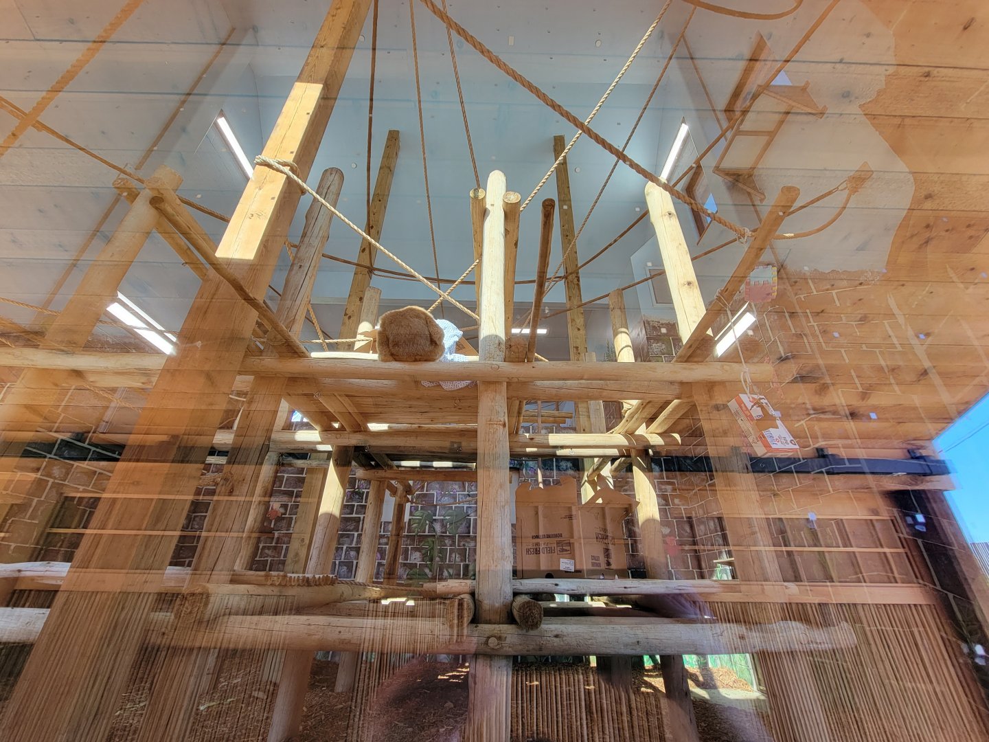 Akron Zoo - White-cheeked gibbon exhibit