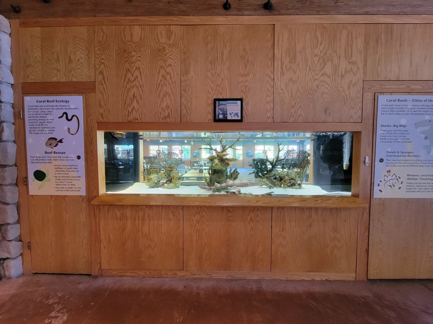 Akron Zoo - White-spotted bamboo shark, with restaurant on the other side