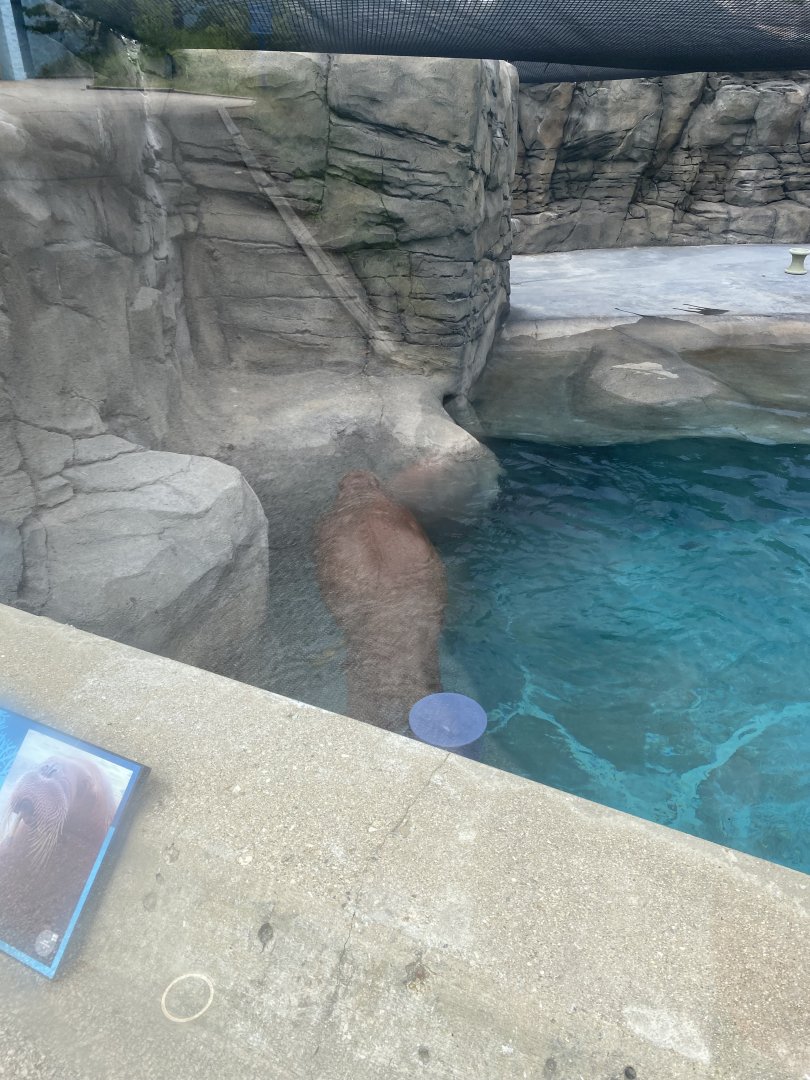 Aku - Walrus - 6/28/24