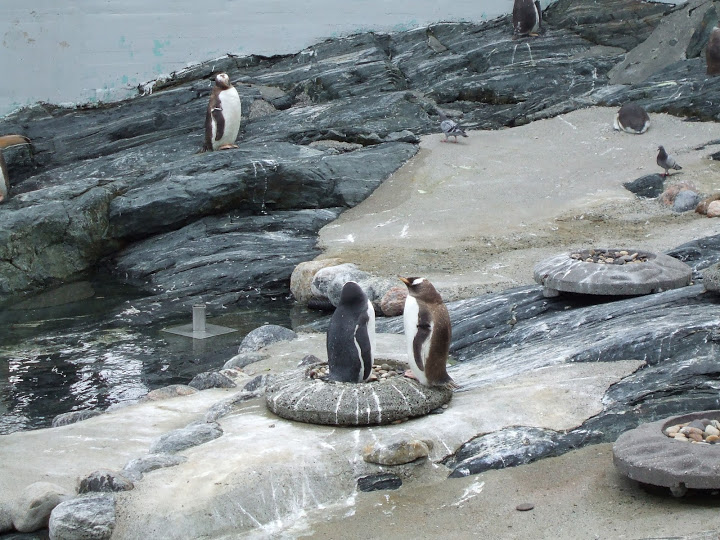 Akvariet Bergen 10.08.2010
