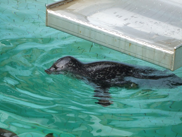 Akvariet Bergen 10.08.2010