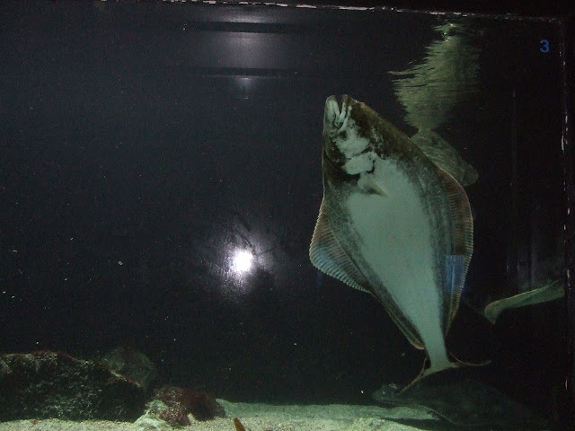 Akvariet Bergen 10.08.2010