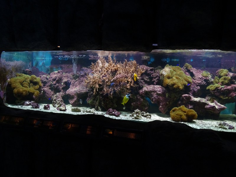 AkvaTera; saltwater aquarium