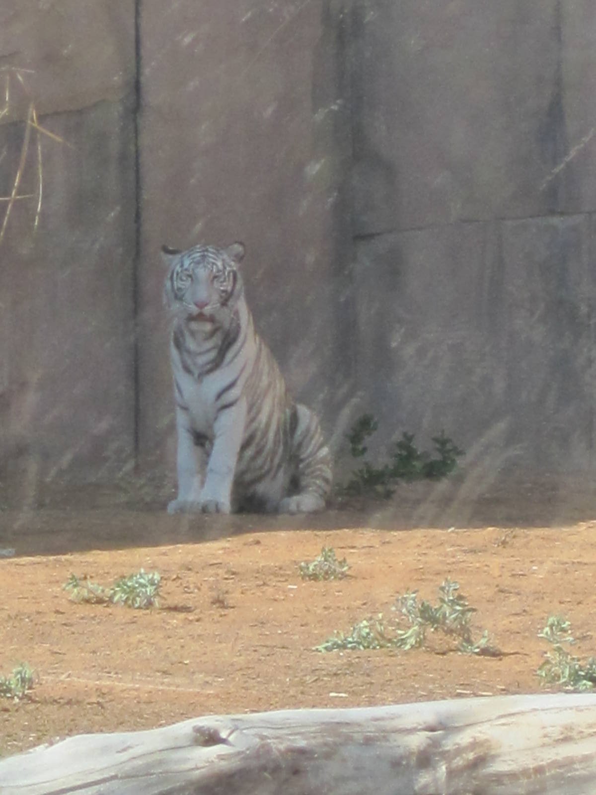 Al Ain Zoo January 2011