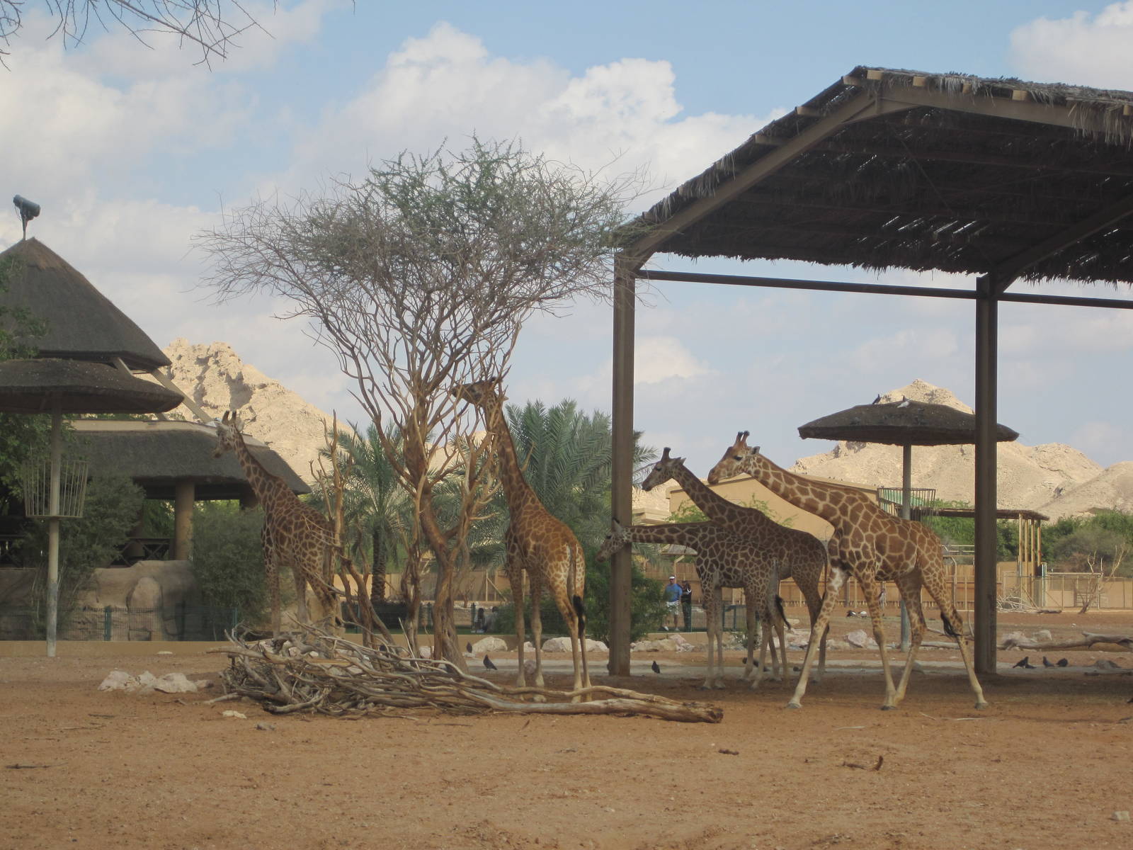 Al Ain Zoo January 2011