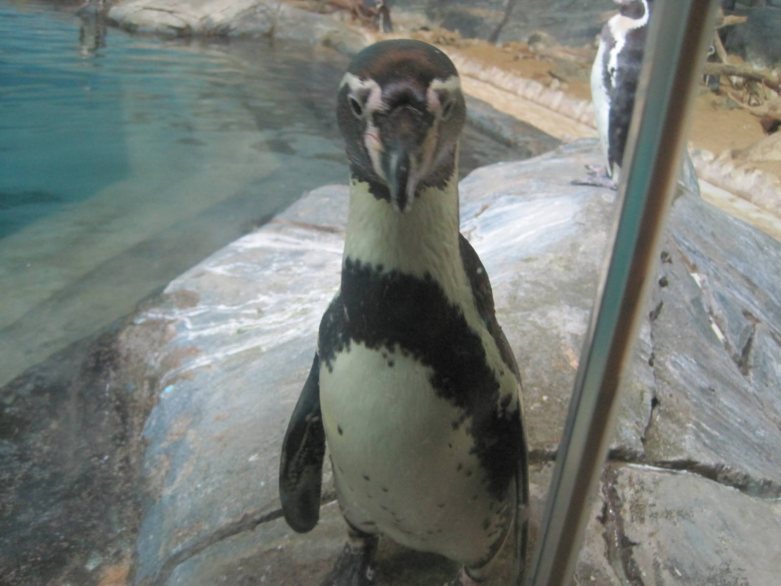 Al Ain Zoo January 2011