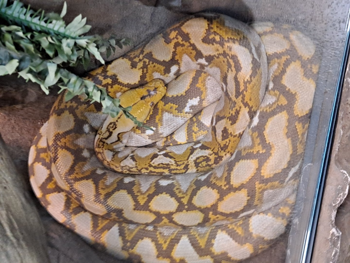 Al Mochino the Reticulated Python (11/14/24)