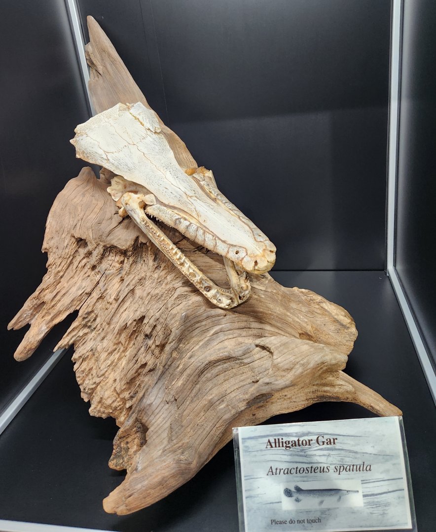 Alabama Aquarium - Alligator Gar skull