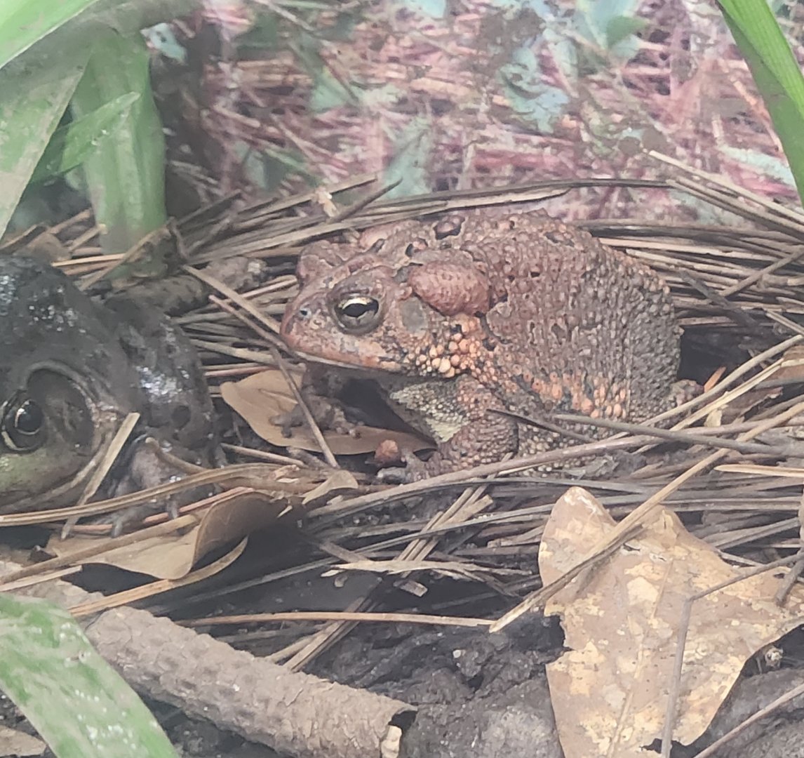Alabama Aquarium - American Toad