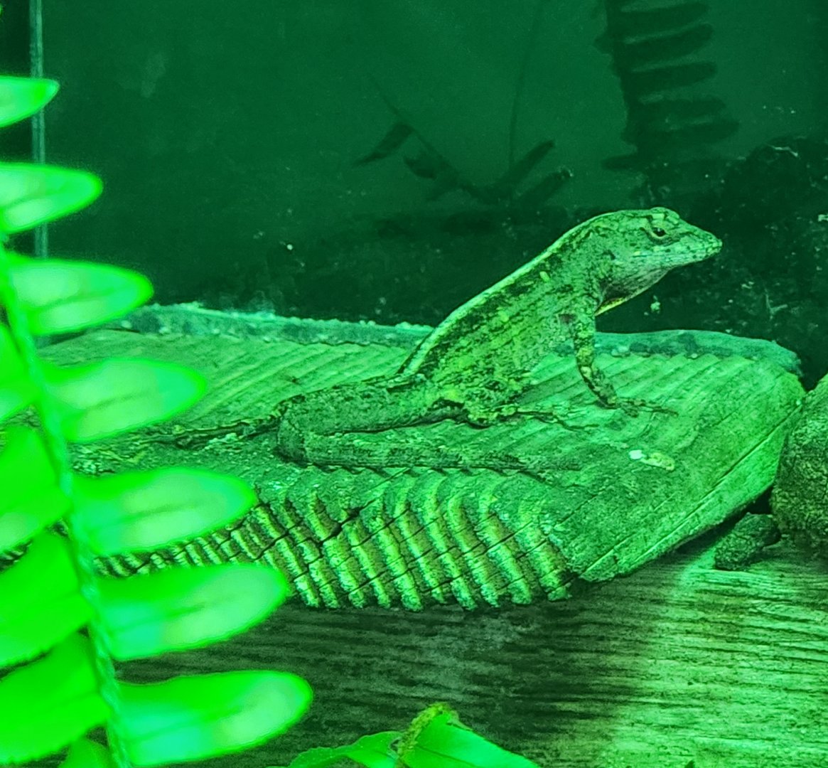 Alabama Aquarium - Anolis sagrei