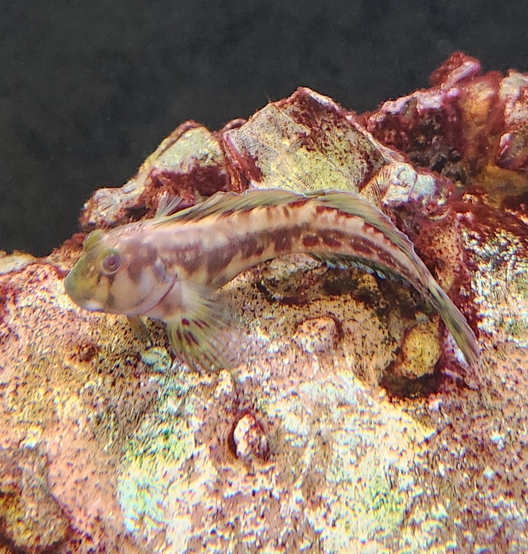 Alabama Aquarium - Blenny