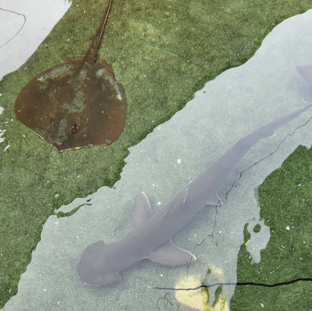 Alabama Aquarium - Bonnethead & Stingray