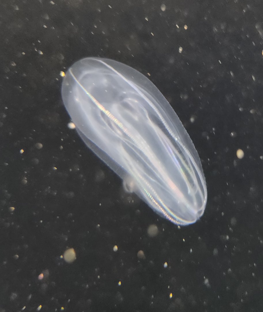 Alabama Aquarium - Comb Jelly