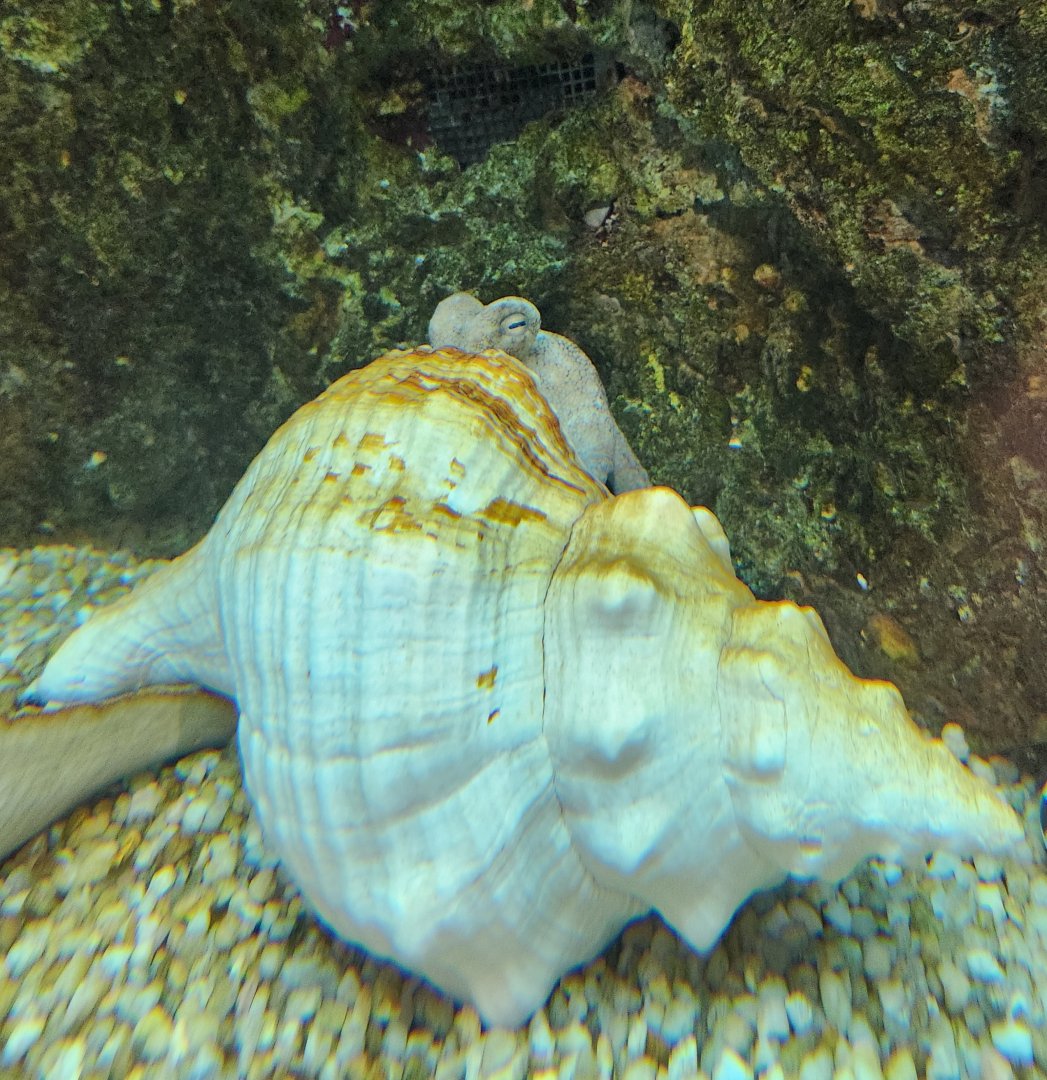 Alabama Aquarium - Common Octopus hiding