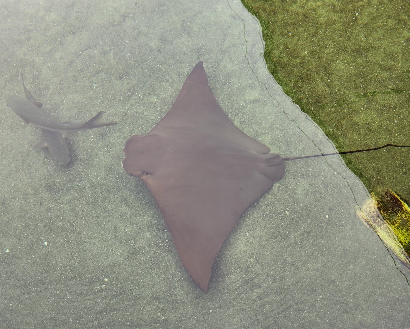Alabama Aquarium - Cownose Ray