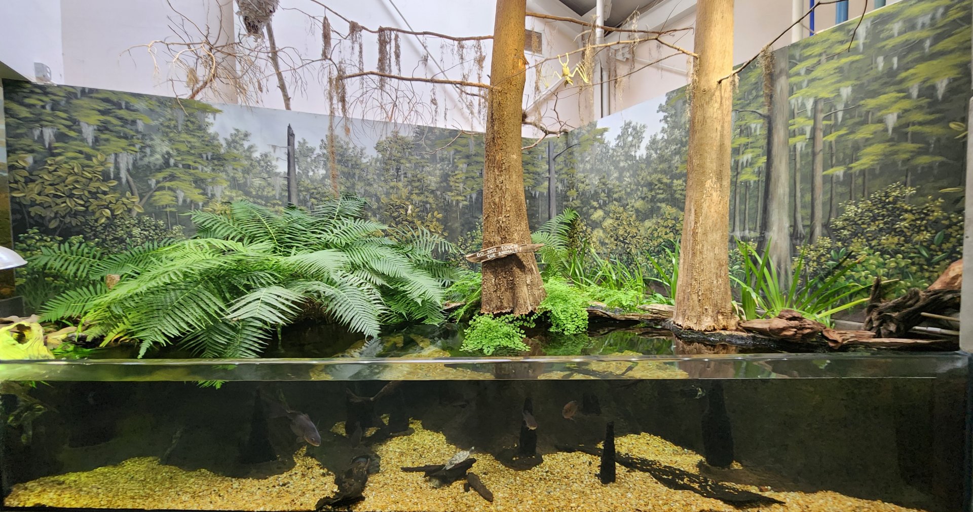 Alabama Aquarium - Cypress Swamp exhibit