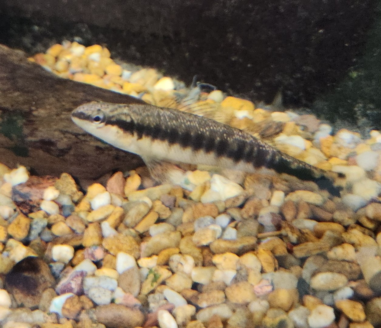 Alabama Aquarium - Darter