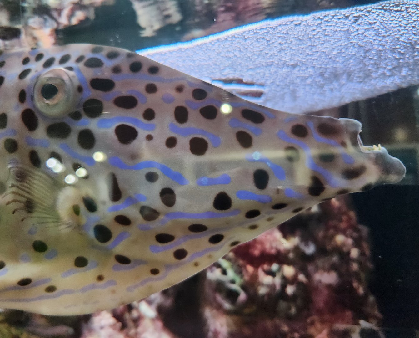 Alabama Aquarium - Filefish