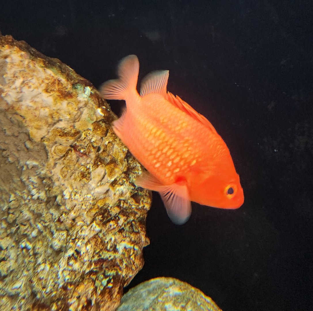 Alabama Aquarium - Fish
