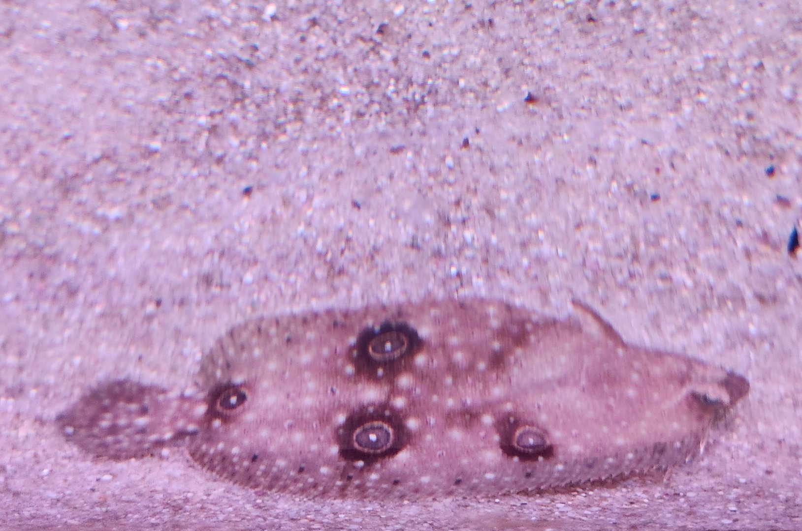 Alabama Aquarium - Flounder