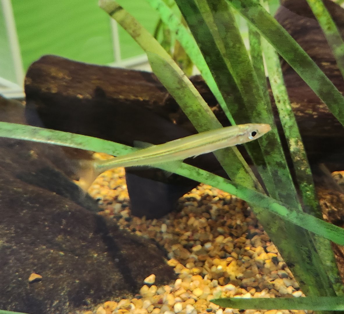 Alabama Aquarium - Freshwater fish