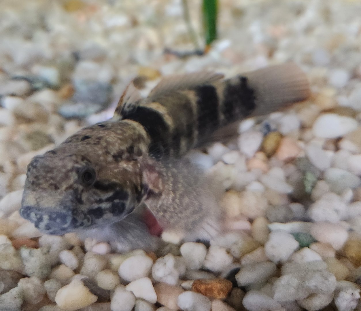 Alabama Aquarium - Goby