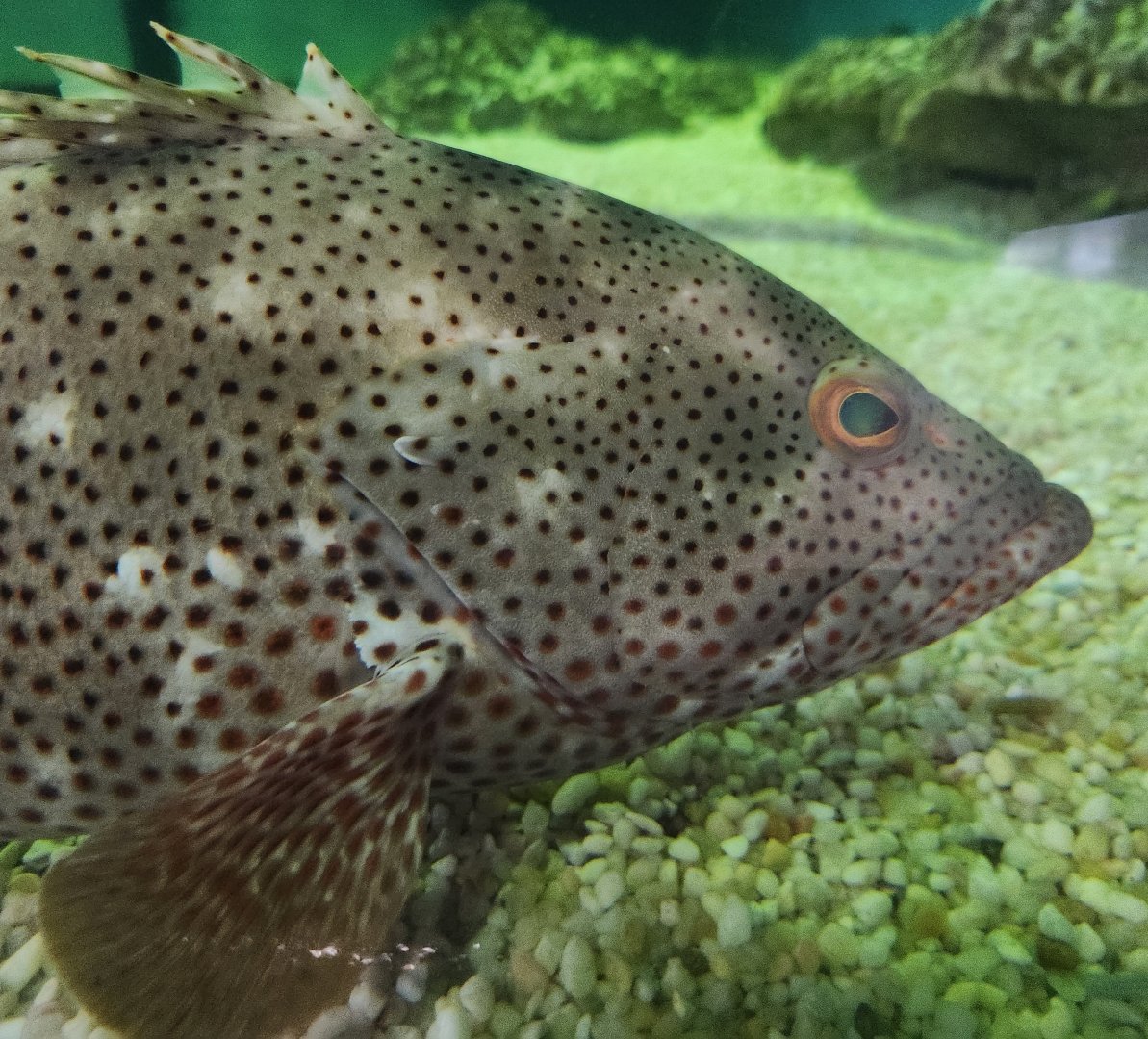 Alabama Aquarium - Grouper
