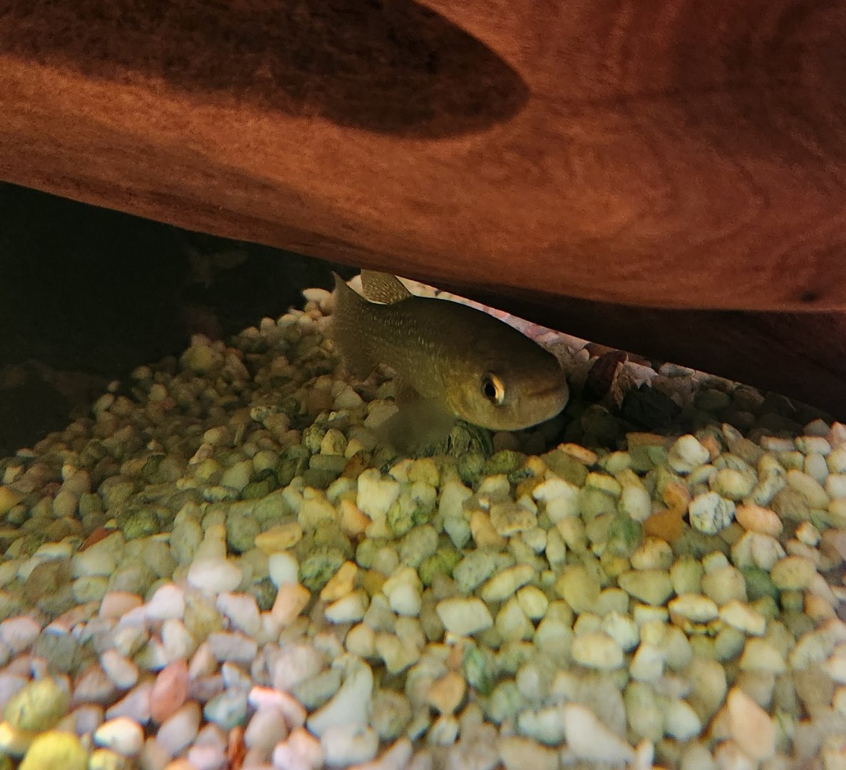 Alabama Aquarium - Killifish