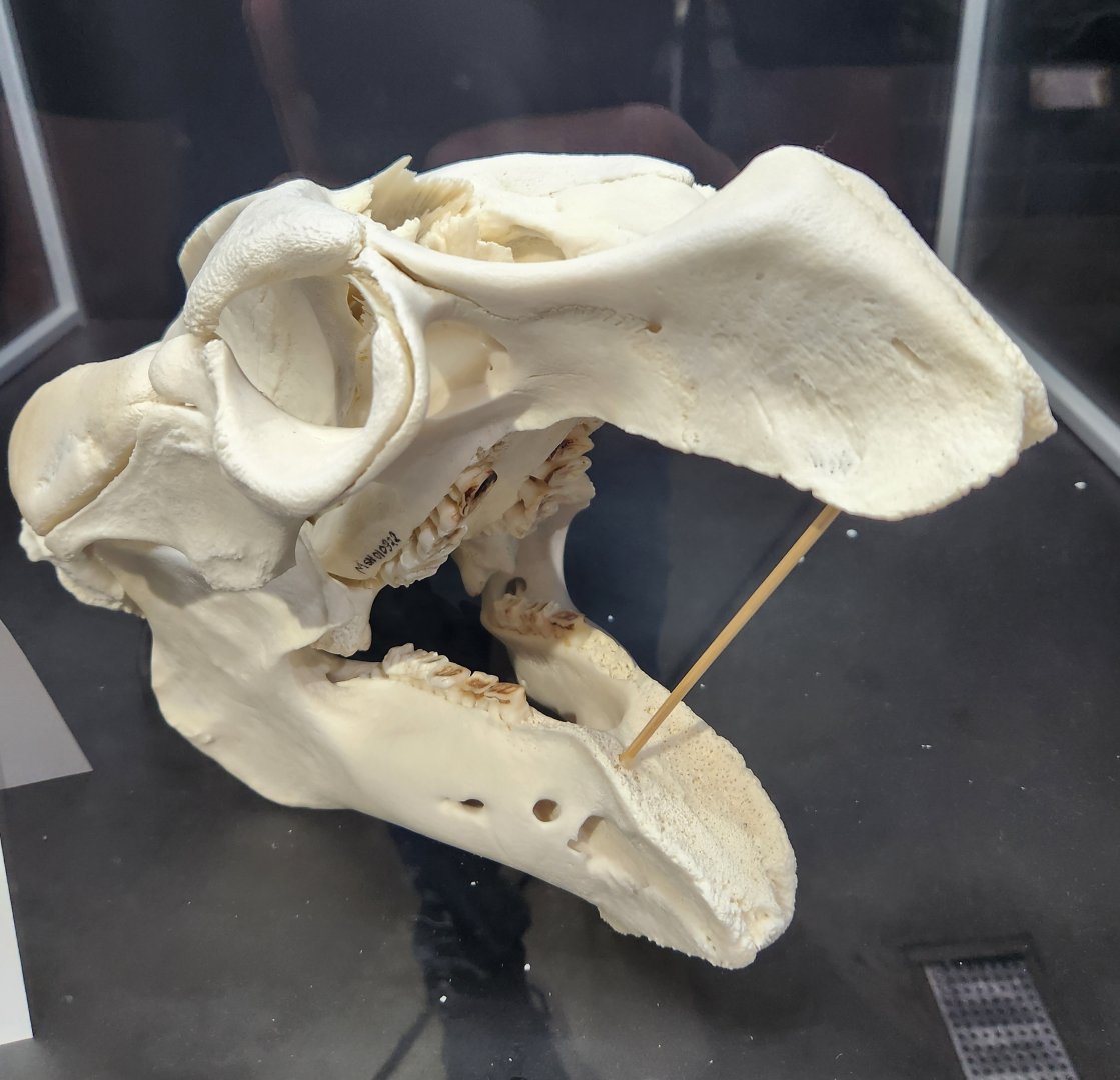 Alabama Aquarium - Manatee skull