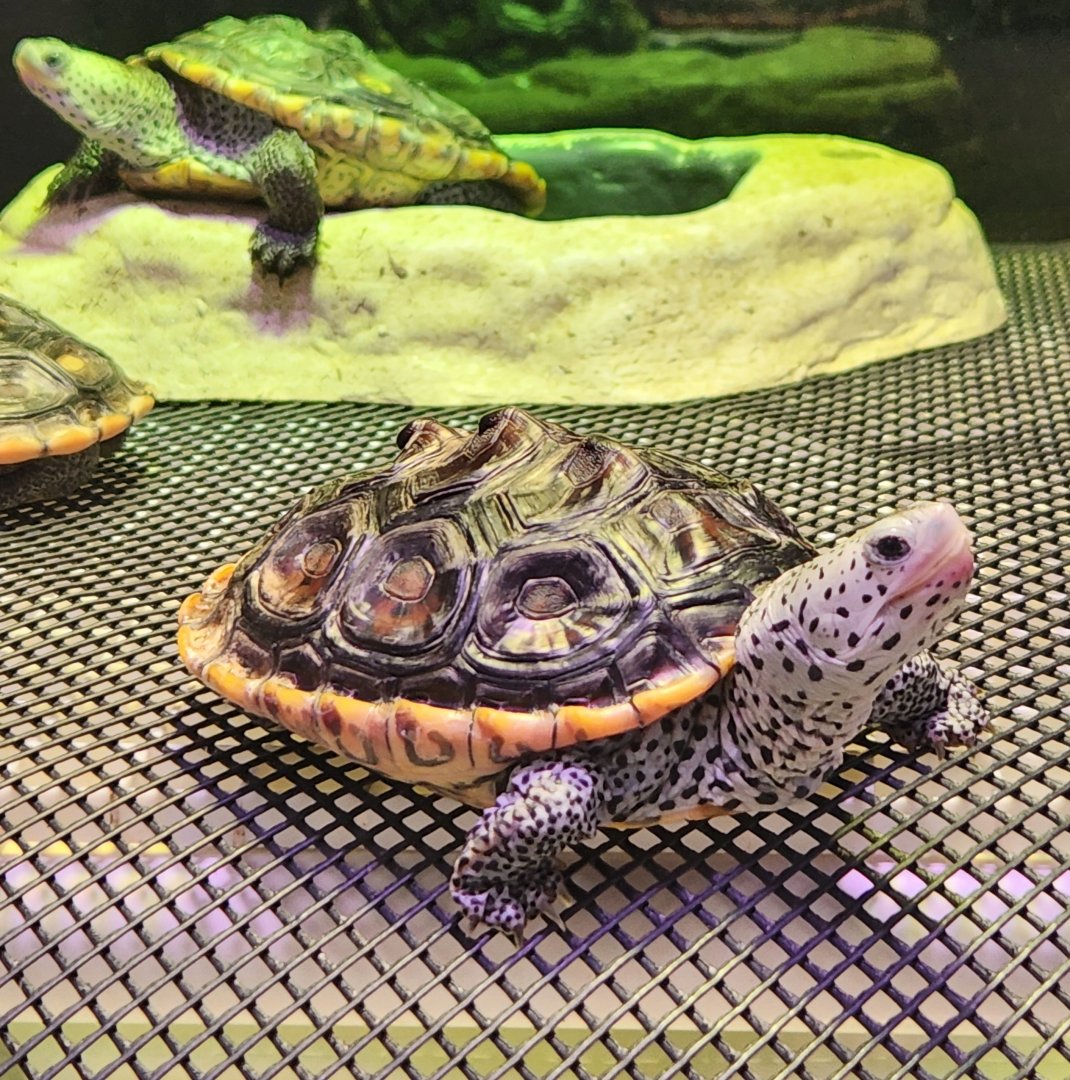Alabama Aquarium - Mississippi Diamondback Terrapin